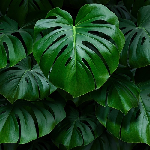 emerald-leaves